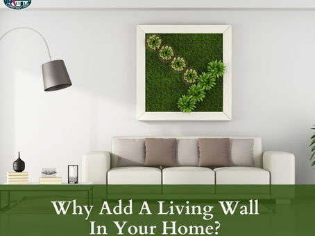 Why Add A Living Wall In Your Home?