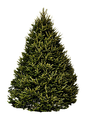 Christmas Tree Delivery, Balsam, fir, Christmas trees, Hilltop Christmas Tree Farms, xmas trees,