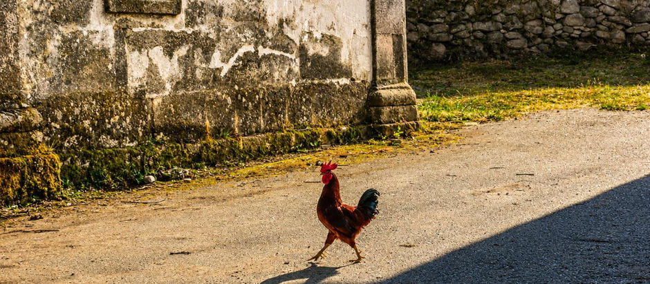 Crónicas do Barroso  (o galo)