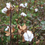 Miniature : plant de coton