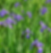 Miniature : Iris sauvage