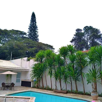 piscina e palmeiras.webp