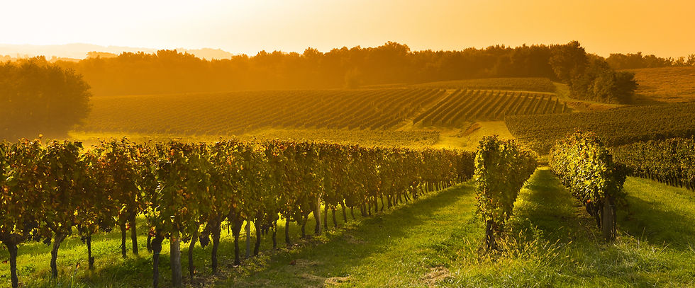 Bordeaux, French wine