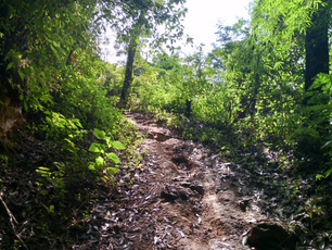 Naturaleza, liderazgo, lecciones
