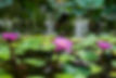 pink-lotus-water.jpg