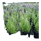 D_NQ_NP_728586-MLA45696878890_042021-O_e