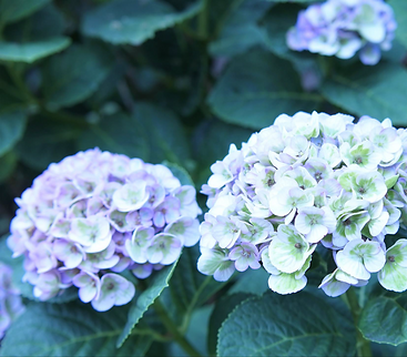 暮らしと住まいのリフォーム情報誌『ほっとライフ』vol.13発行