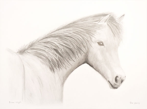 The%20Pony%20500_edited.jpg