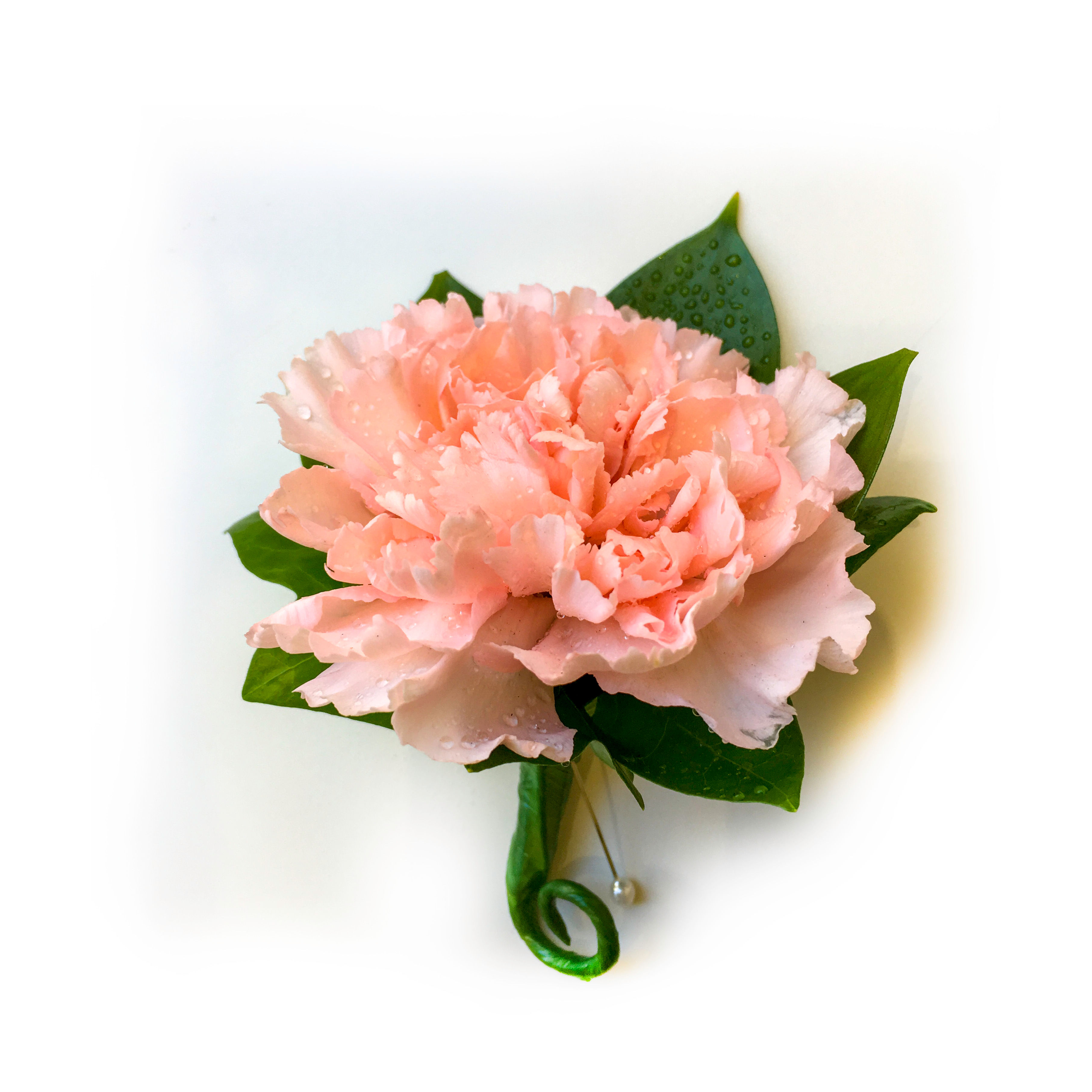 PEACH CARNATION BUTTONHOLE