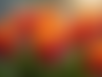 Mother's Day: Delight Mum with Gorgeous Flowers Online Delivery