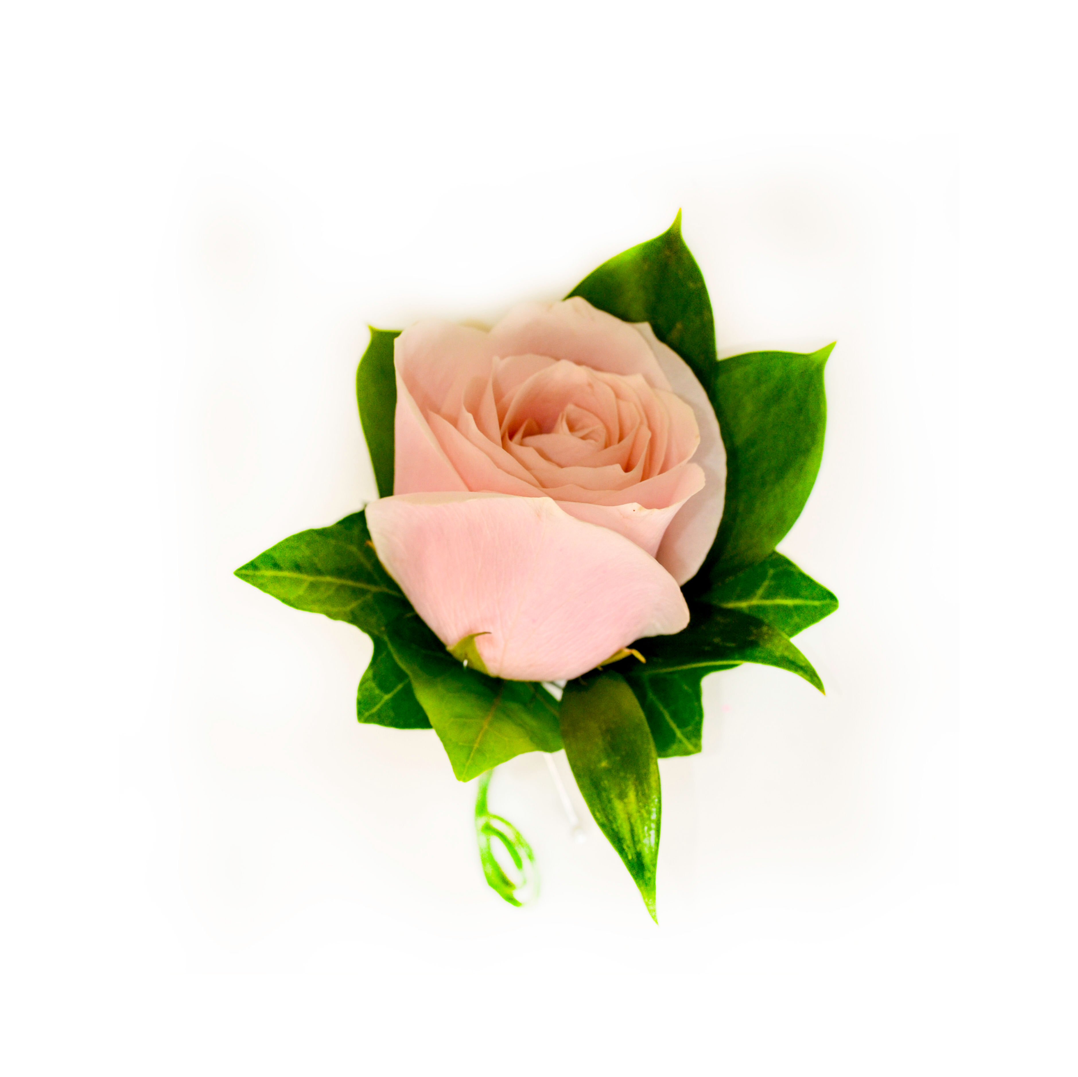 PEACH ROSE BUTTONHOLE