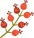 Flower Buds