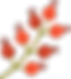 Flower Buds