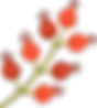 花芽