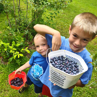 two boys with a blueberry basket
