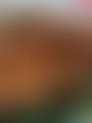 How to Cook Macrocybe Titans | Giant Mushrooms Grilled & Roasted (VIDEO)