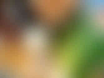 ingredients for mushroom filling