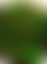 Spicy Asian Cucumber Salad (VIDEO)