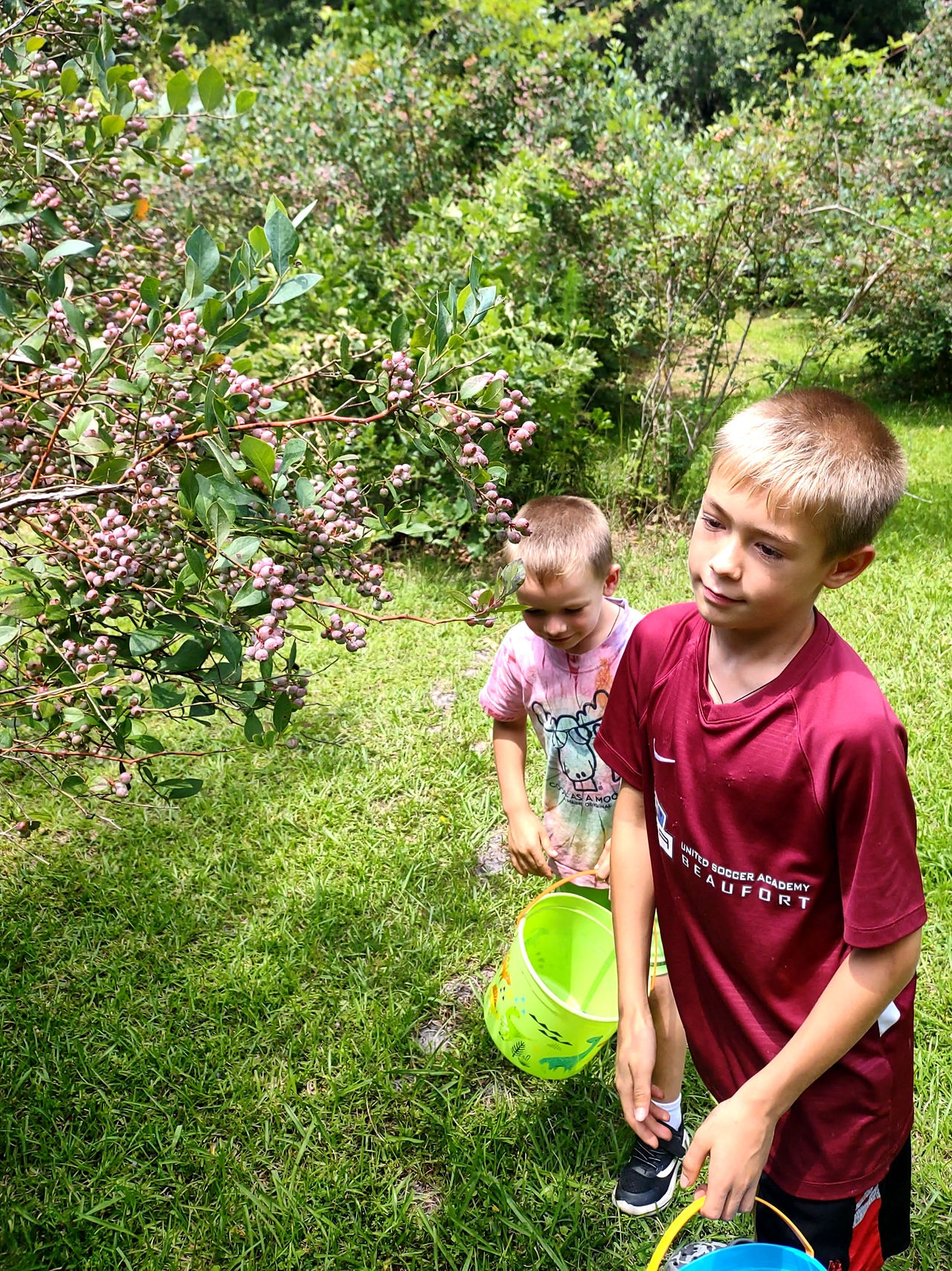 two boys next to blueberry bush