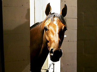 Op-Ed: I May Be a Kentucky Derby Horse, but Please Just Call Me Robert