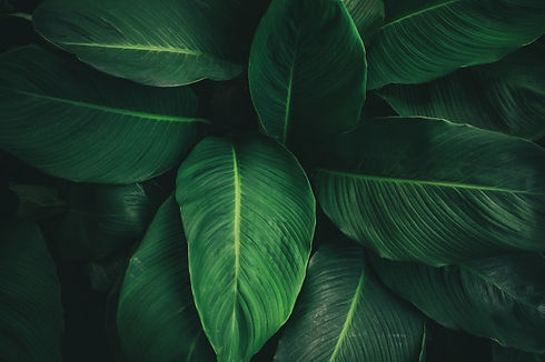 grande-folhagem-de-folha-tropical-com-textura-verde-escura_1484-2219.jpg