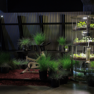 Edible Garden