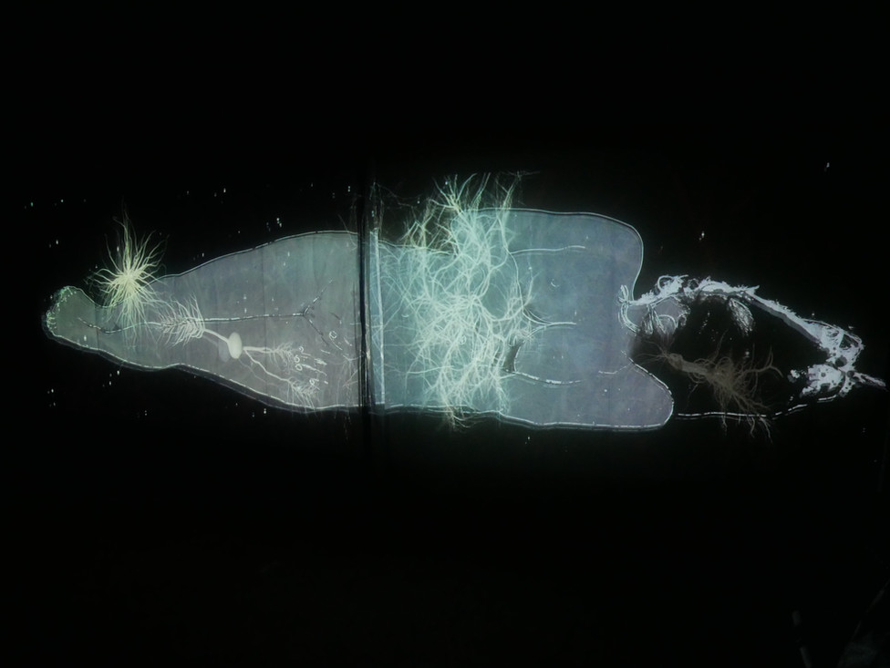 Andrew Carnie, ‘As Things Come to Pass (Winter Tree)’, 2019, still from 2 channel HD video, the Winter Tree Project, video projectors, 6m x 2.5m x 4m, continuous loop
