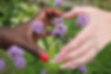 Hands at garden (1) copy.jpg