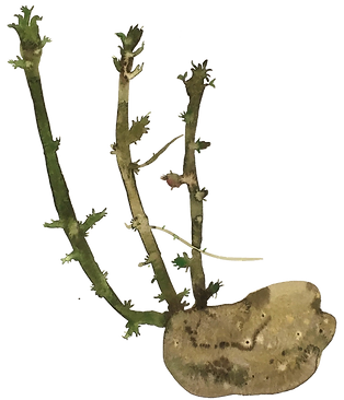 IMG_E9500-.png