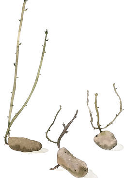 IMG_E9505-.png