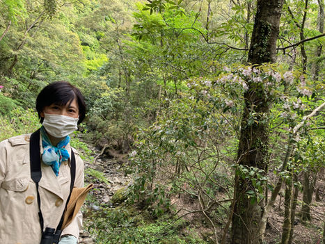 4/24『トキワバイカツツジ保存活動』