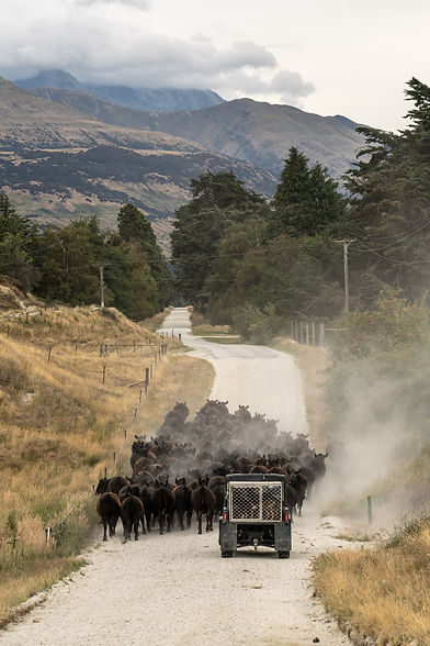 Rural New Zealand Farm