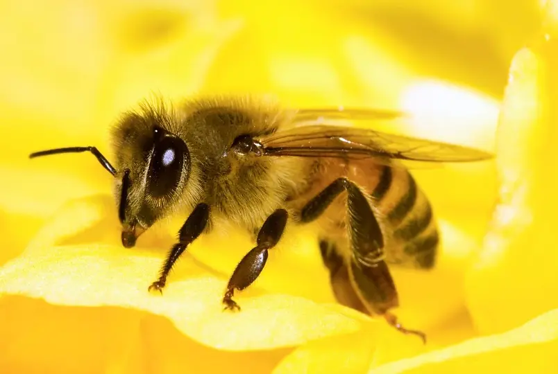 bees_42-65769629.webp