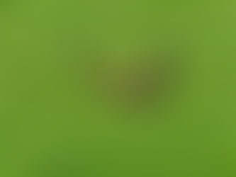 Green Pastures
