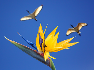 Banner Of Love
