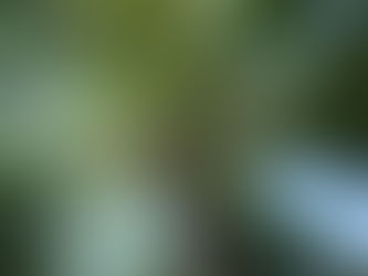 Feeding On Spiritual Chunks