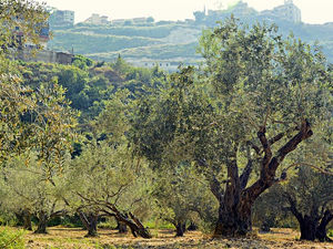 Wild Branches