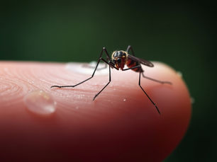 Why a Simple Bite Still Claims 600,000 Lives Annually: The Malaria Crisis Explained