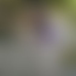 渓流にはどんな生き物がいる？