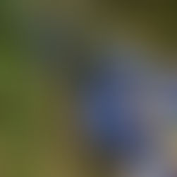 ハラダノミセ探検隊の記録