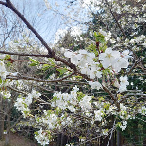 桜がやっと咲きました♪
