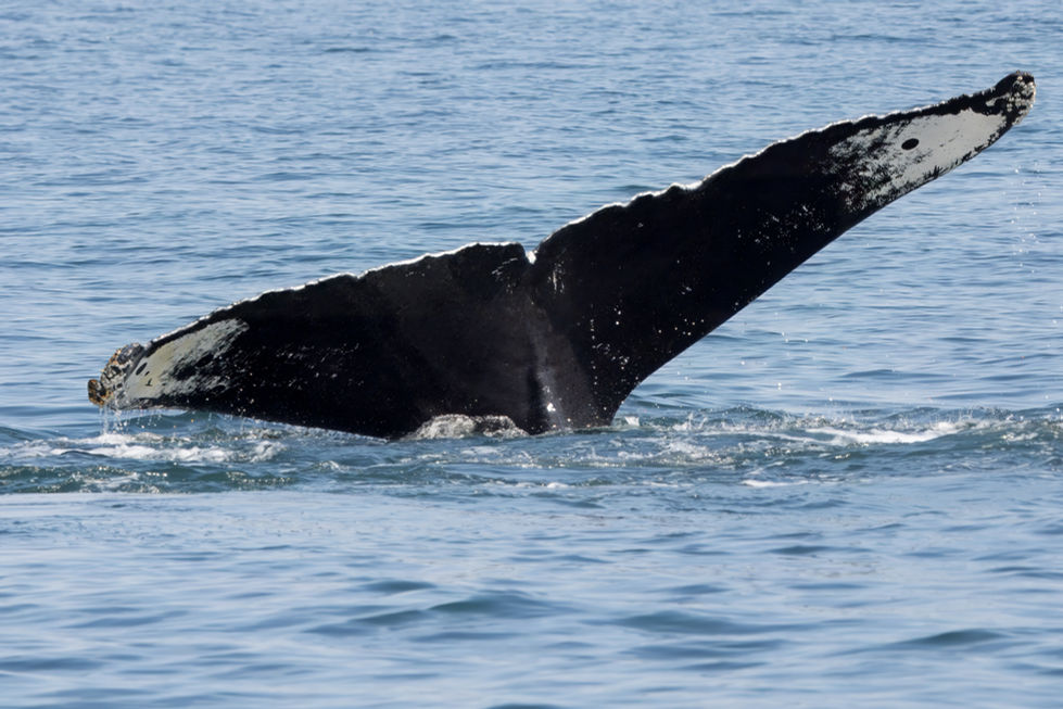 OWLflukeIMG_2469-topaz-rawdenoise-sharpen-lighting-denoise