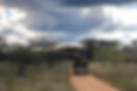 Guided Game drive to view wildlife.jpg