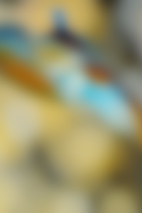 HG4 2021.png