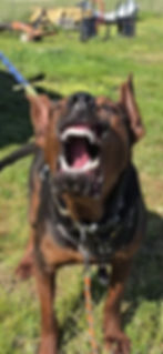 Screenshot_20250501_230317_Gallery