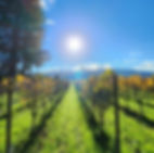 Oakham Estate Winery Vineyards