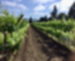 Oakham Estate Winery Vineyards