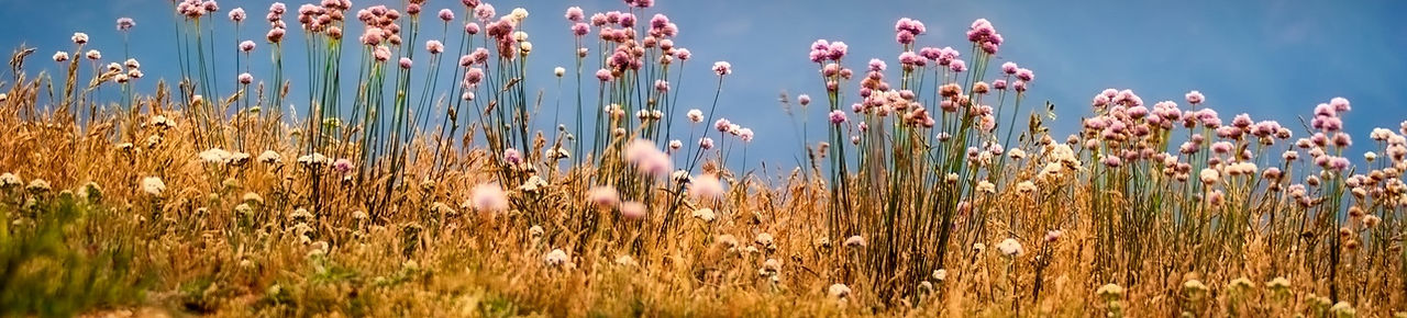 clouds-country-countryside-459063.jpg