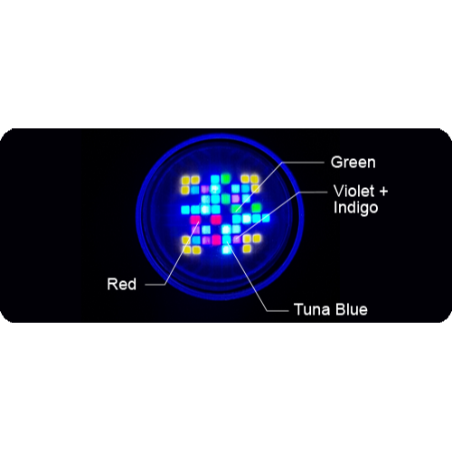 Kessil A80 Tuna Blue | Laccadive