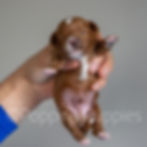 Sadie&Teddy 2021-7246